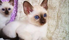 猫咪马桶