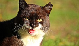 揭秘熊猫，那些不为人知的秘密