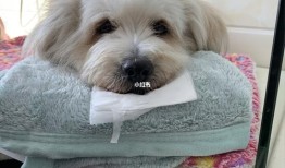宠物狗生病了：应该怎么处理？