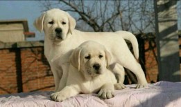 马尔泰犬属于什么狗品种