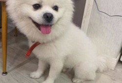 武汉哪里有宠物狗市场卖