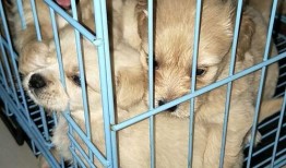 郴州宠物狗领养指南