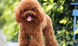 十大聪明犬排名马犬