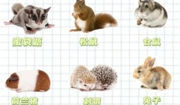 想养宠物除了狗猫还有哪些