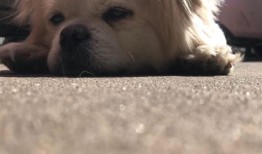 流浪犬猫收容中心电话