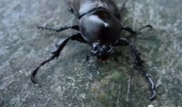 百虫灵可以杀死疥虫吗