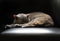 熊猫与知识产权，保护国宝的法律之盾