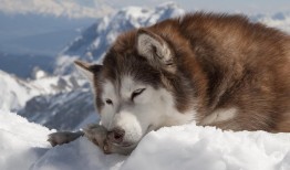 阿拉斯加雪橇犬最大能有多大