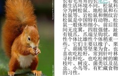 松鼠的资料30字