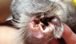 宠物医院给猫洗耳朵要多少钱