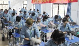 南通宠物美容去哪里学比较好