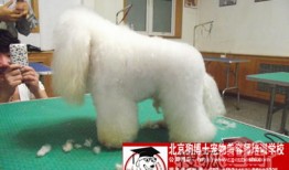 武汉cku宠尚美学宠物美容培训学校