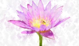 花与花之间的争吵，自然界中的和谐与冲突