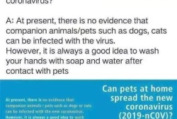 疫情宠物降价通知
