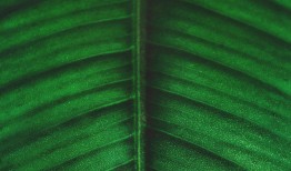 揭秘蛇的世界，从生物学特性到生态角色