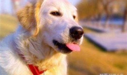 狗的屎尿怎么处理最好