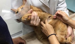 杭州宠物门诊