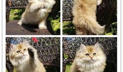 宠物猫多久打针