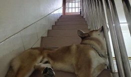 在楼上能养家猫吗
