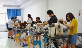 株洲宠物美容培训