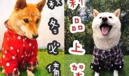 宠物行业可以做什么工作