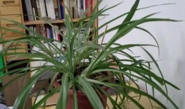 千手观音植物开花图片视频