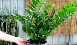 家中养什么植物好