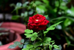 与花在一起的美好，探索花卉带来的生活艺术与心灵疗愈