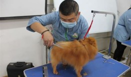 宠物美容与保健的论文怎么写