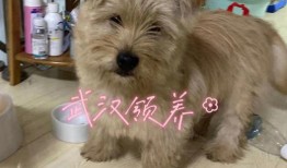 武汉宠物狗狗基地地址
