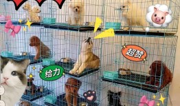 新密哪里有宠物店铺