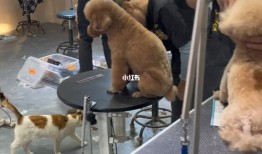宠物美容师多久能学会