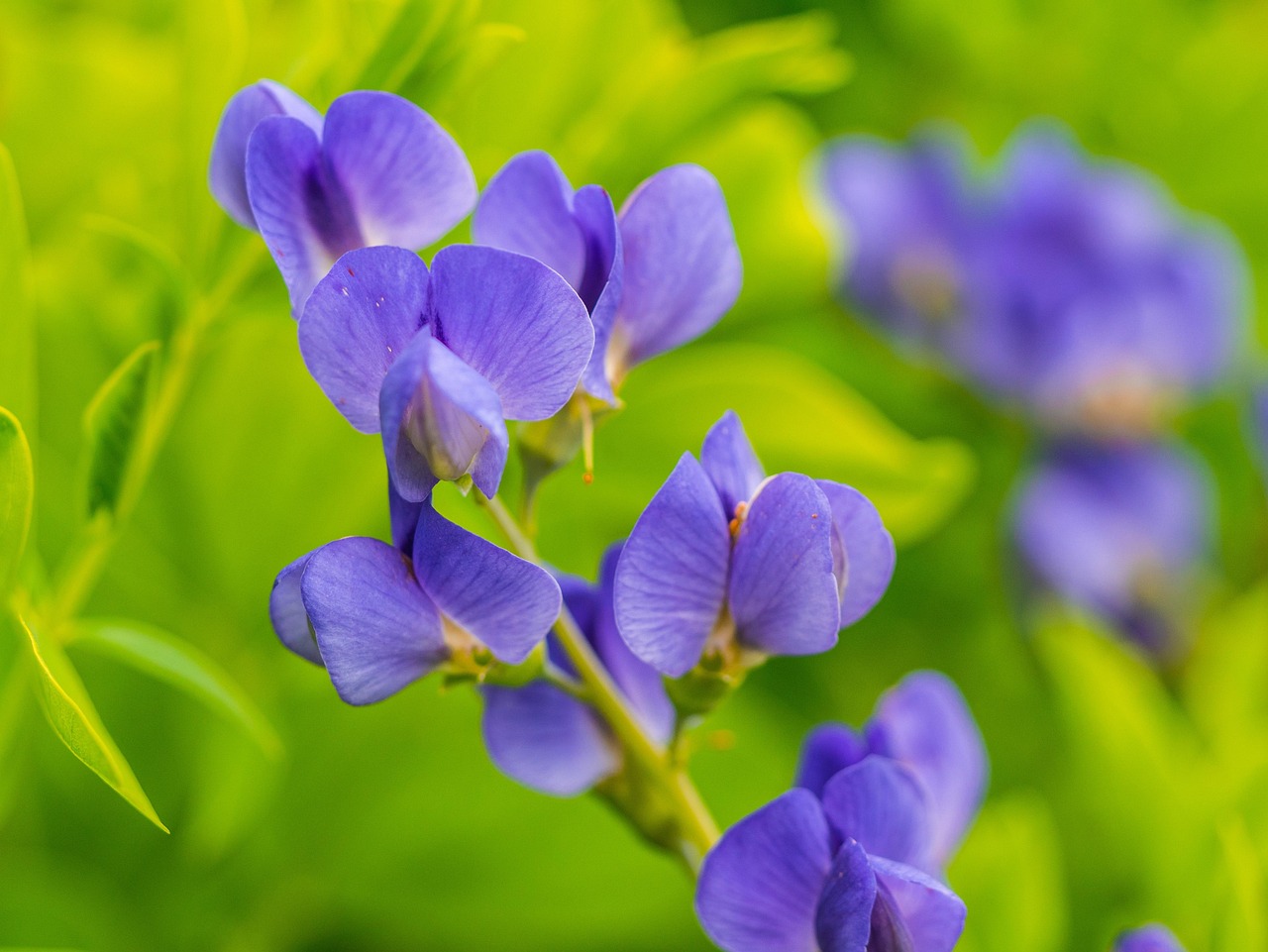 深入探究，花与花卉的微妙差异